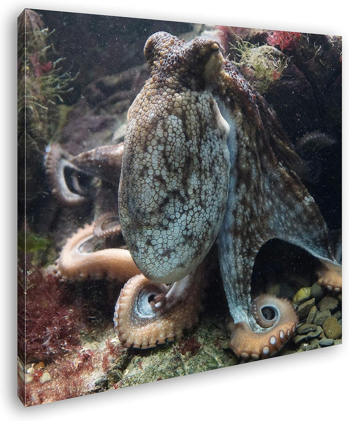 deyoli Oktopus am Korallenriff Format: 70x70 als Leinwandbild, Motiv fertig gerahmt auf Echtholzrahm