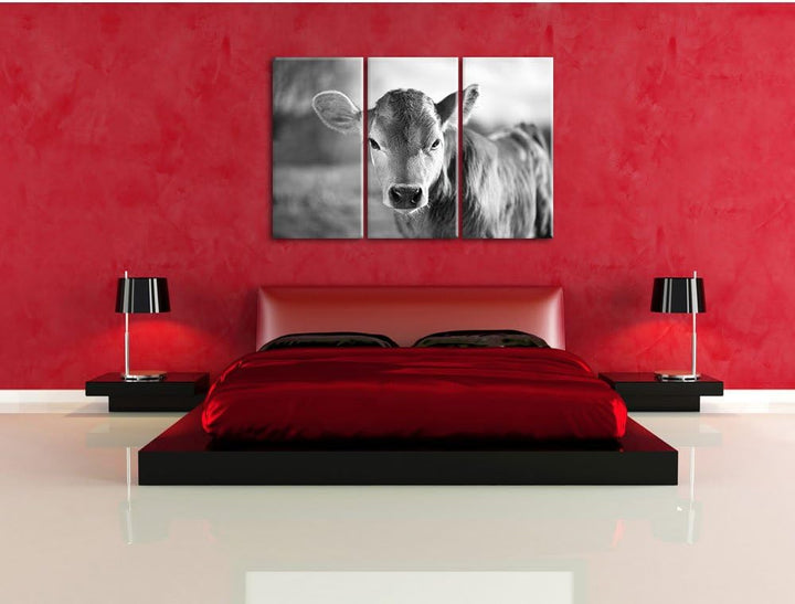 Pixxprint Junge Kuh Kälbchen Kunst B&W als Leinwandbild/Grösse: 3 Teilig (120x80) cm/Wandbild/Kunstd