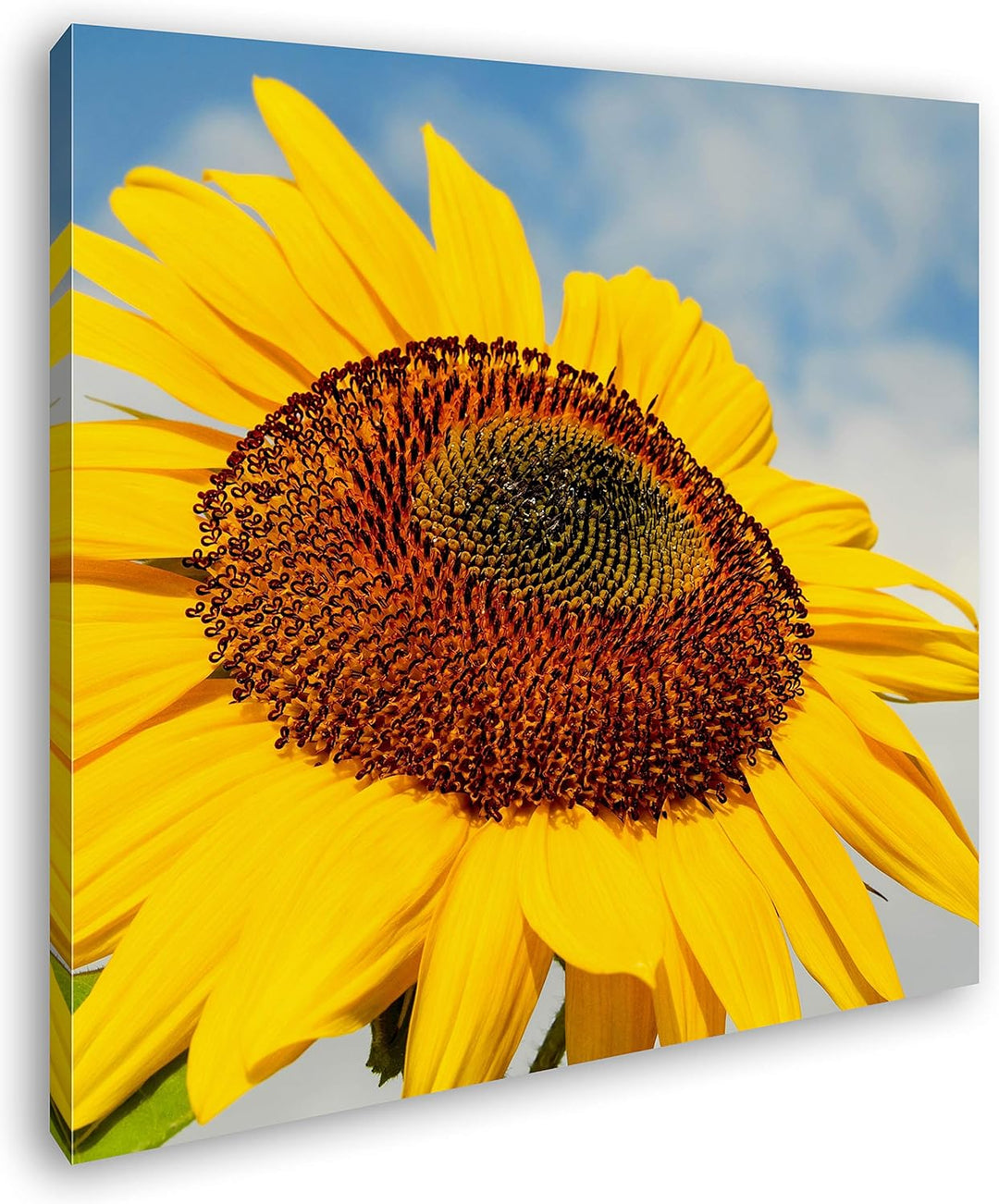 deyoli edle Sonnenblume Format: 70x70 als Leinwandbild, Motiv fertig gerahmt auf Echtholzrahmen, Hoc