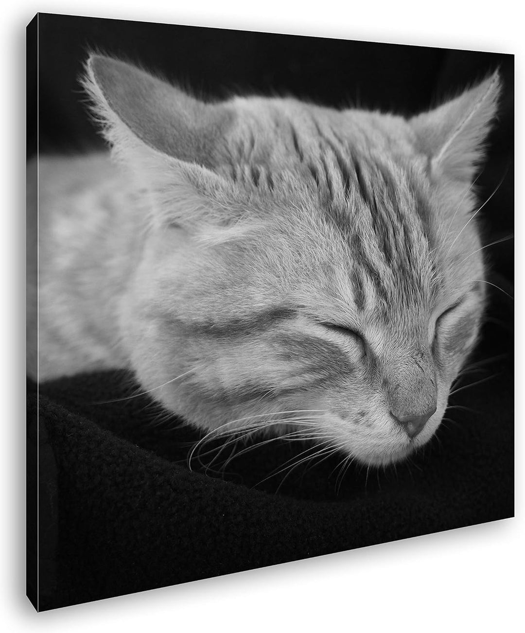 deyoli goldig schlafende Katze Format: 60x60 Effekt: Schwarz&Weiss als Leinwandbild, Motiv auf Echth