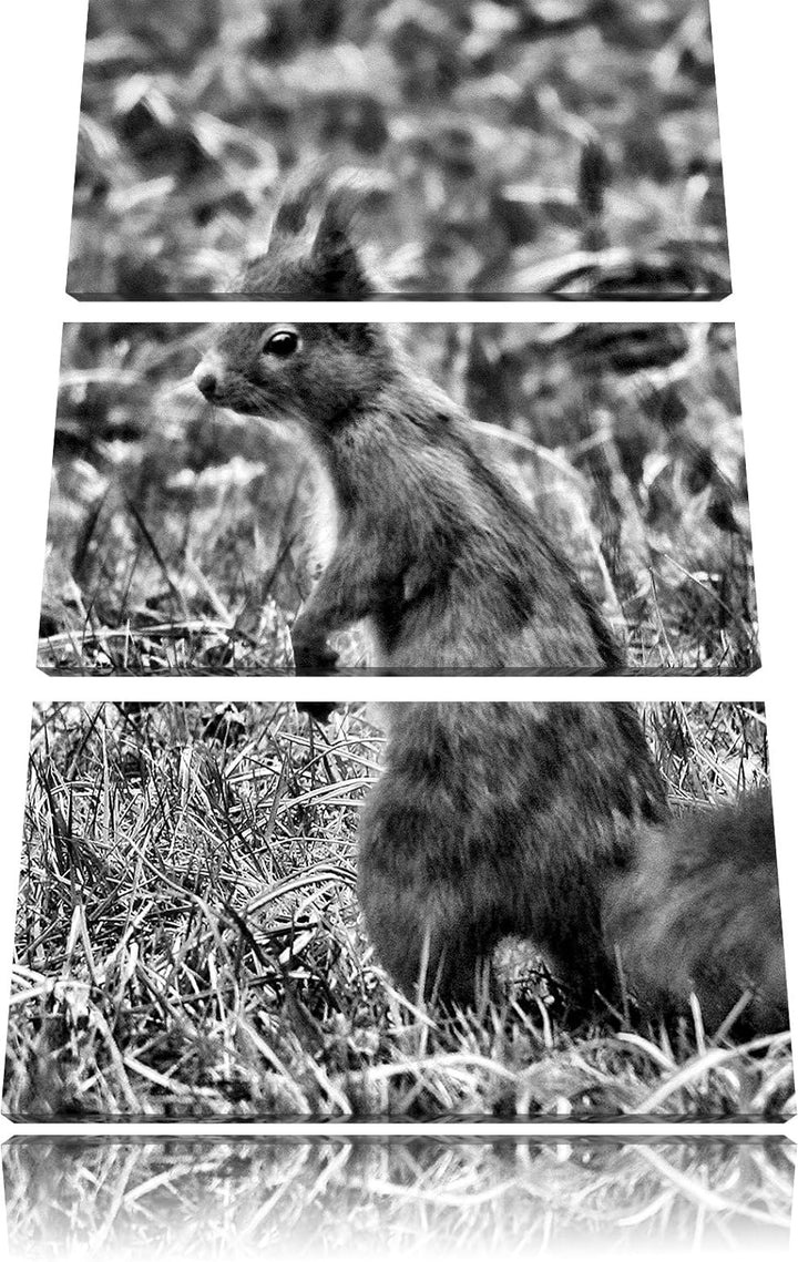 Pixxprint Monocrome, kleines Eichhörnchen auf Waldboden 3-Teiler Leinwandbild 120x80 Bild auf Leinwa
