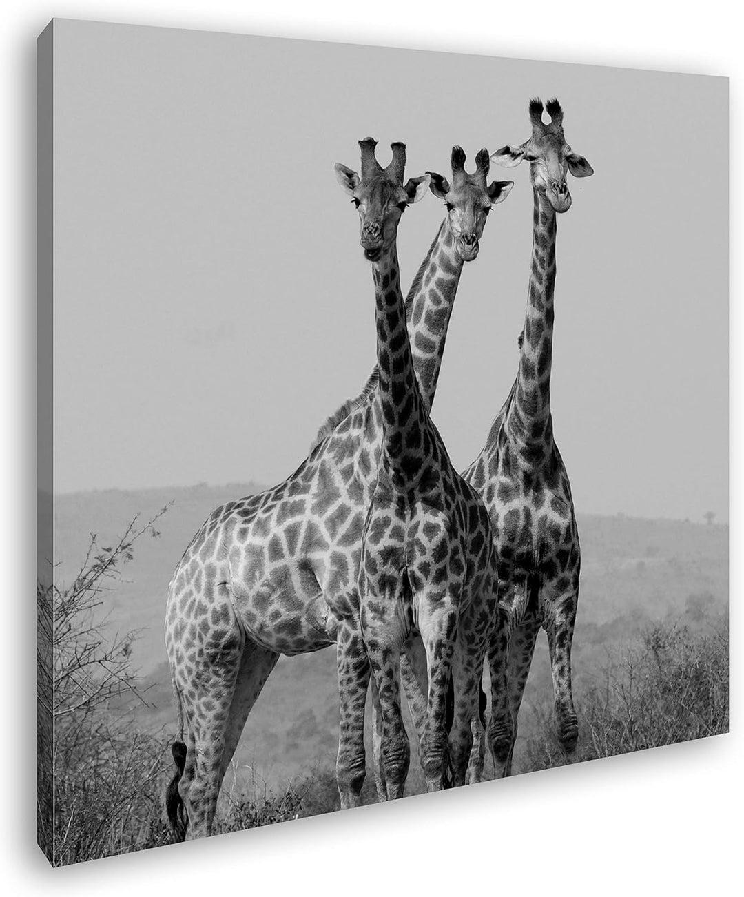 deyoli süsse Giraffen Format: 70x70 Effekt: Schwarz&Weiss als Leinwandbild, Motiv fertig gerahmt auf