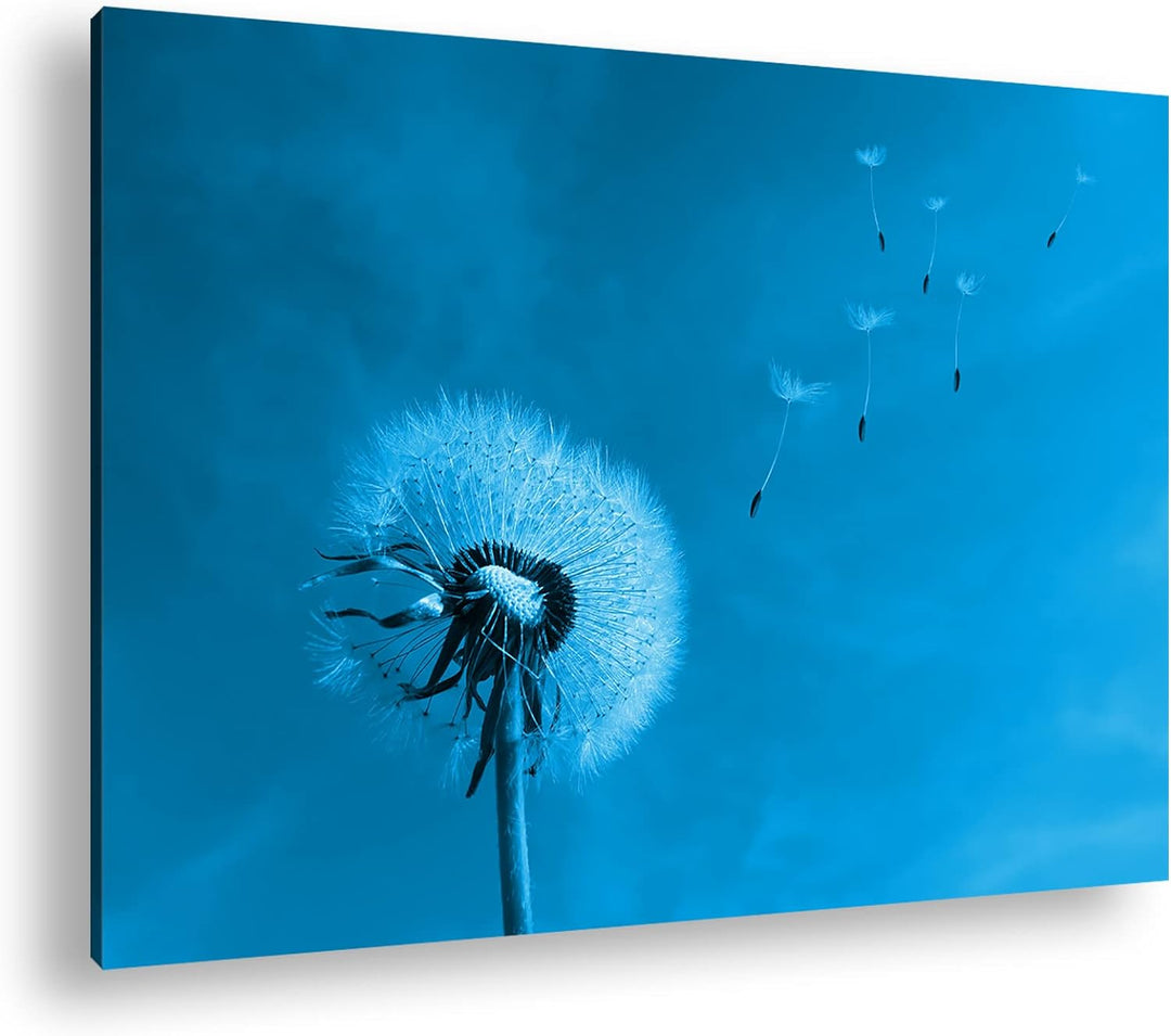 deyoli bezaubernde Pusteblume Format 80x60 Effekt: Monocrome Blau als Leinwandbild, Motiv fertig ger