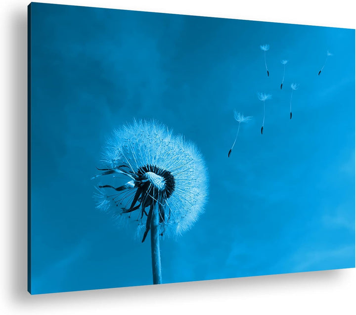 deyoli bezaubernde Pusteblume Format 80x60 Effekt: Monocrome Blau als Leinwandbild, Motiv fertig ger