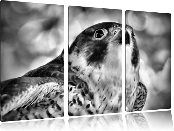 Pixxprint schöner Grauer Adler als Leinwandbild | Grösse: 3 Teilig (120x80) | Wandbild| Kunstdruck |