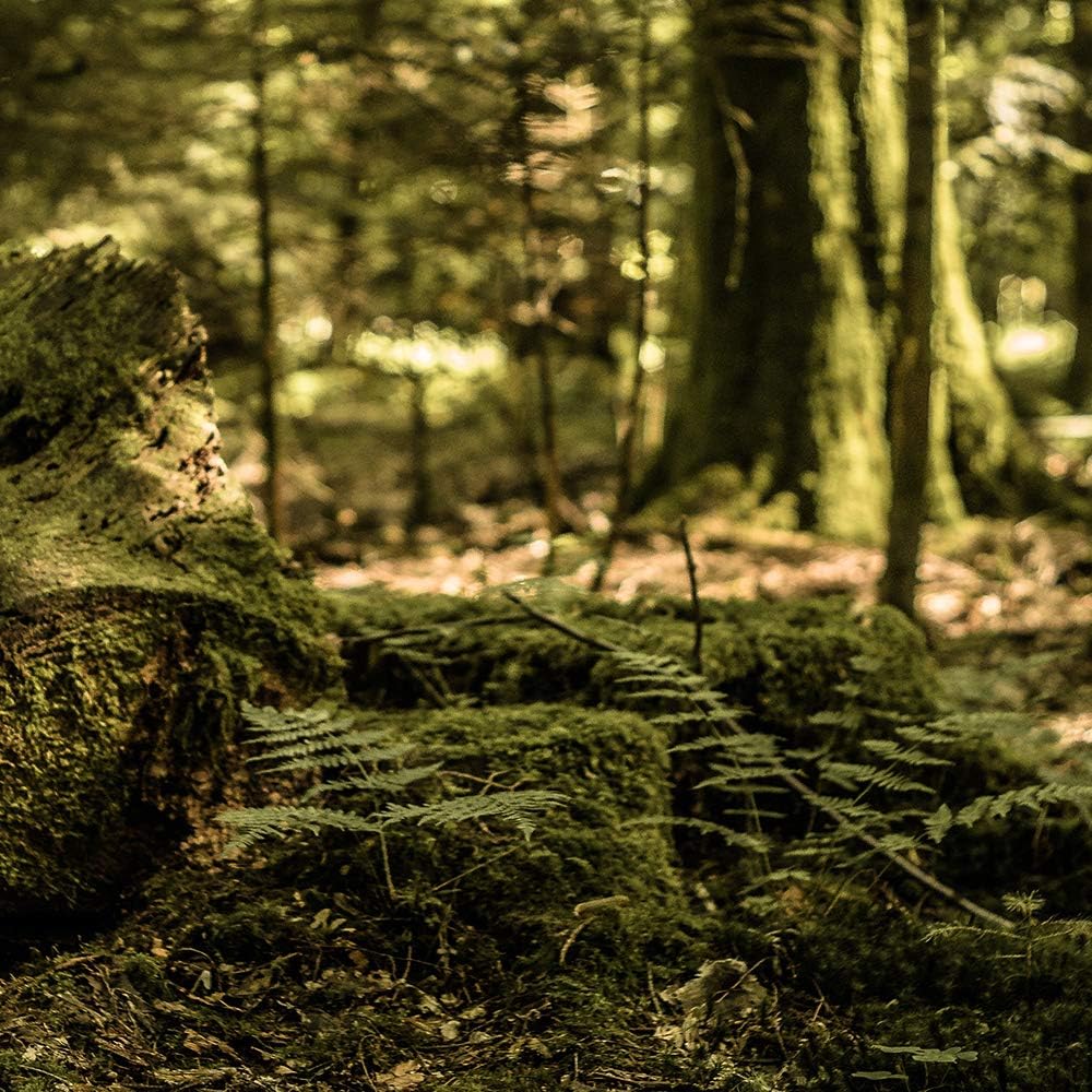 Feeby Wanddeko XXL Landschaft Leinwandbild 5 Teilig Wald Bäume Natur braun 100x70 cm Leinwandbild 10