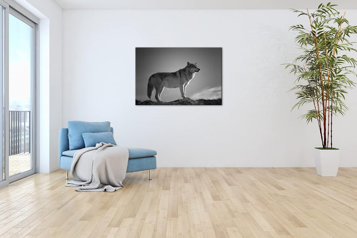 Der Wolf - das Raubtier des Waldes Format: 80x60 als Leinwand, Effekt: Schwarz&Weiss, Motiv fertig g