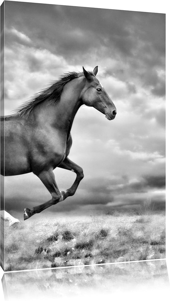 Pixxprint Monocrome, Edler schwarzer Hengst auf Wiese, Format: 100x70 auf Leinwand, XXL riesige Bild