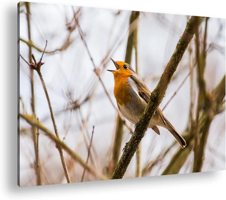 deyoli singendes Rotkehlchen Format: 80x60 als Leinwandbild, Motiv fertig gerahmt auf Echtholzrahmen