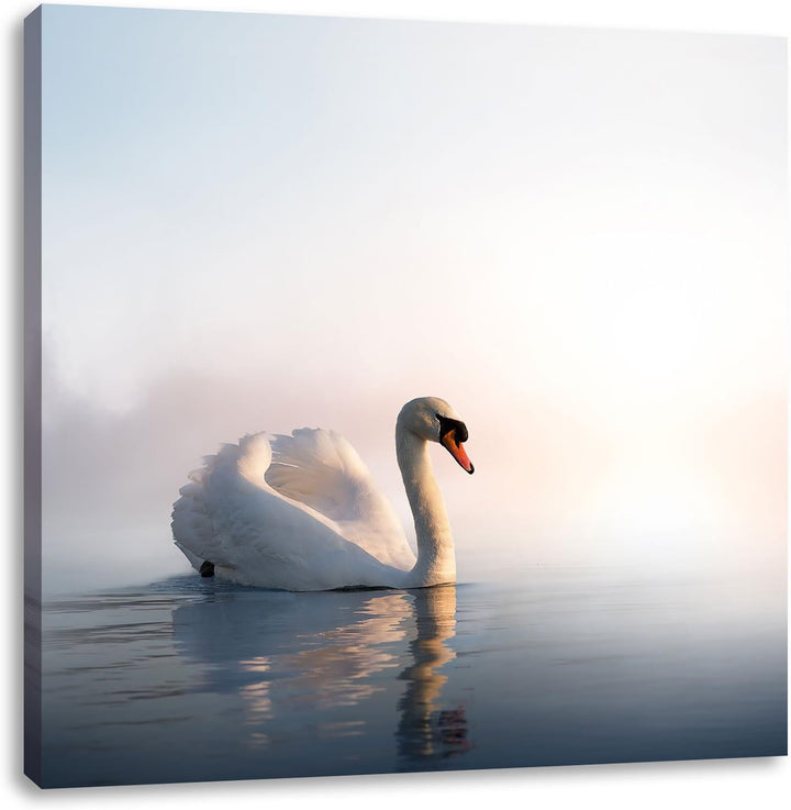 Pixxprint Traumhafter weisser Schwan im See, Format: 70x70 auf Leinwand, 70x70
