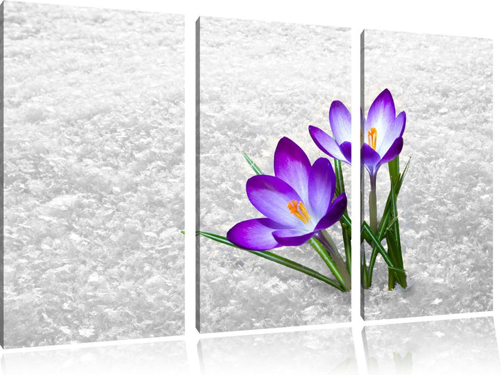 Lila Schnee Krokusse schwarz/weiss 3-Teiler Leinwandbild 120x80 Bild auf Leinwand, XXL riesige Bilde