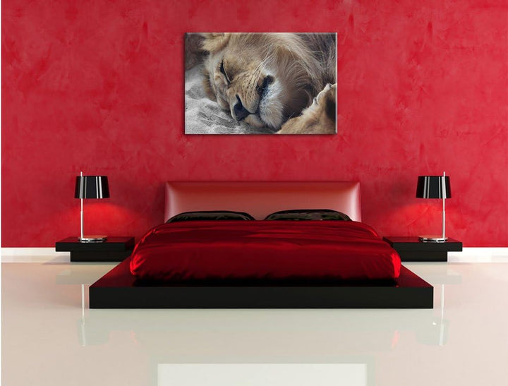 Pixxprint schlafender Löwe als Leinwandbild/Grösse: 120x80 cm/Wandbild/Kunstdruck/fertig bespannt, 1