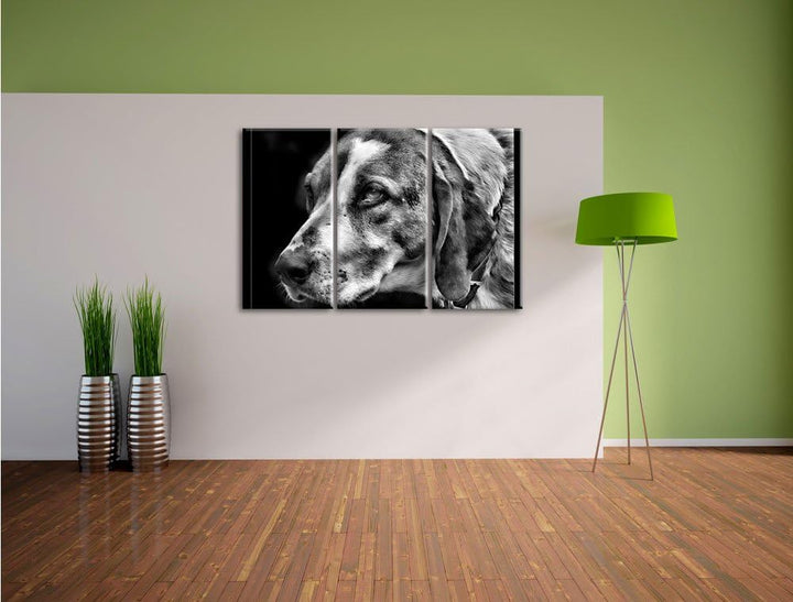 Pixxprint hübscher Hund im Seitenprofil als Leinwandbild/Grösse: 3 Teilig (120x80) / Wandbild/Kunstd