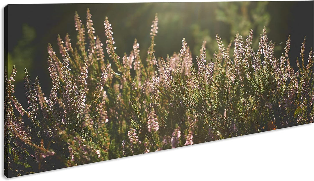 blühende Gräser Panorama 60x30 cm als Leinwandbild, Motiv fertig gerahmt auf Echtholzrahmen, Hochwer