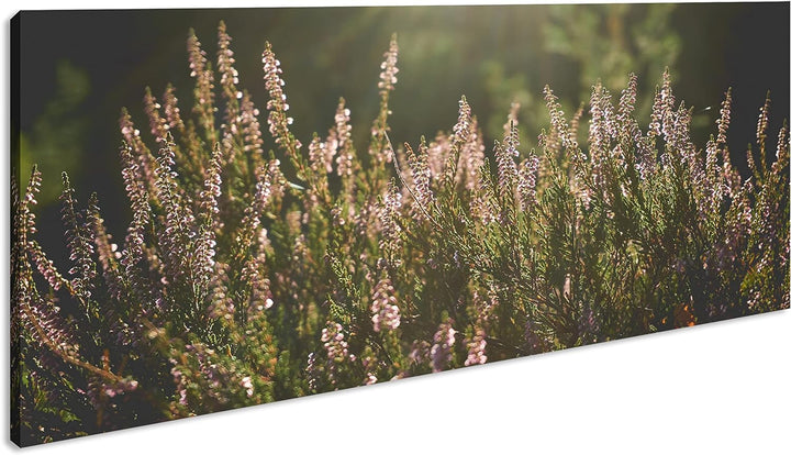 blühende Gräser Panorama 60x30 cm als Leinwandbild, Motiv fertig gerahmt auf Echtholzrahmen, Hochwer
