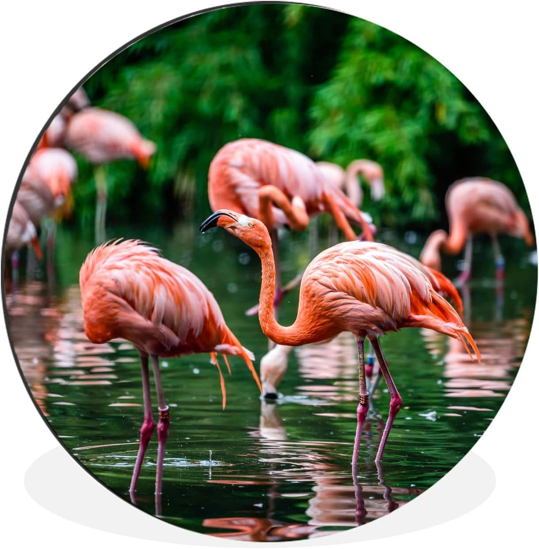 MuchoWow Wandbild Rund Wanddeko Deko Wohnzimmer Bilder 30x30 cm Flamingo - Tropisch - Vogel - Wasser