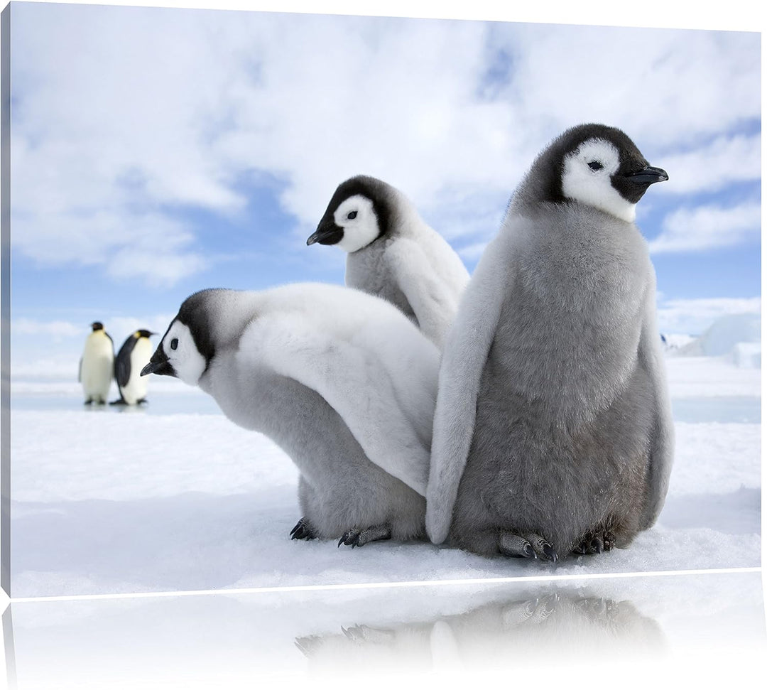 Pixxprint Kaiserpinguin Gruppe / 100x70cm Leinwandbild bespannt auf Holzrahmen/Wandbild Kunstdruck D