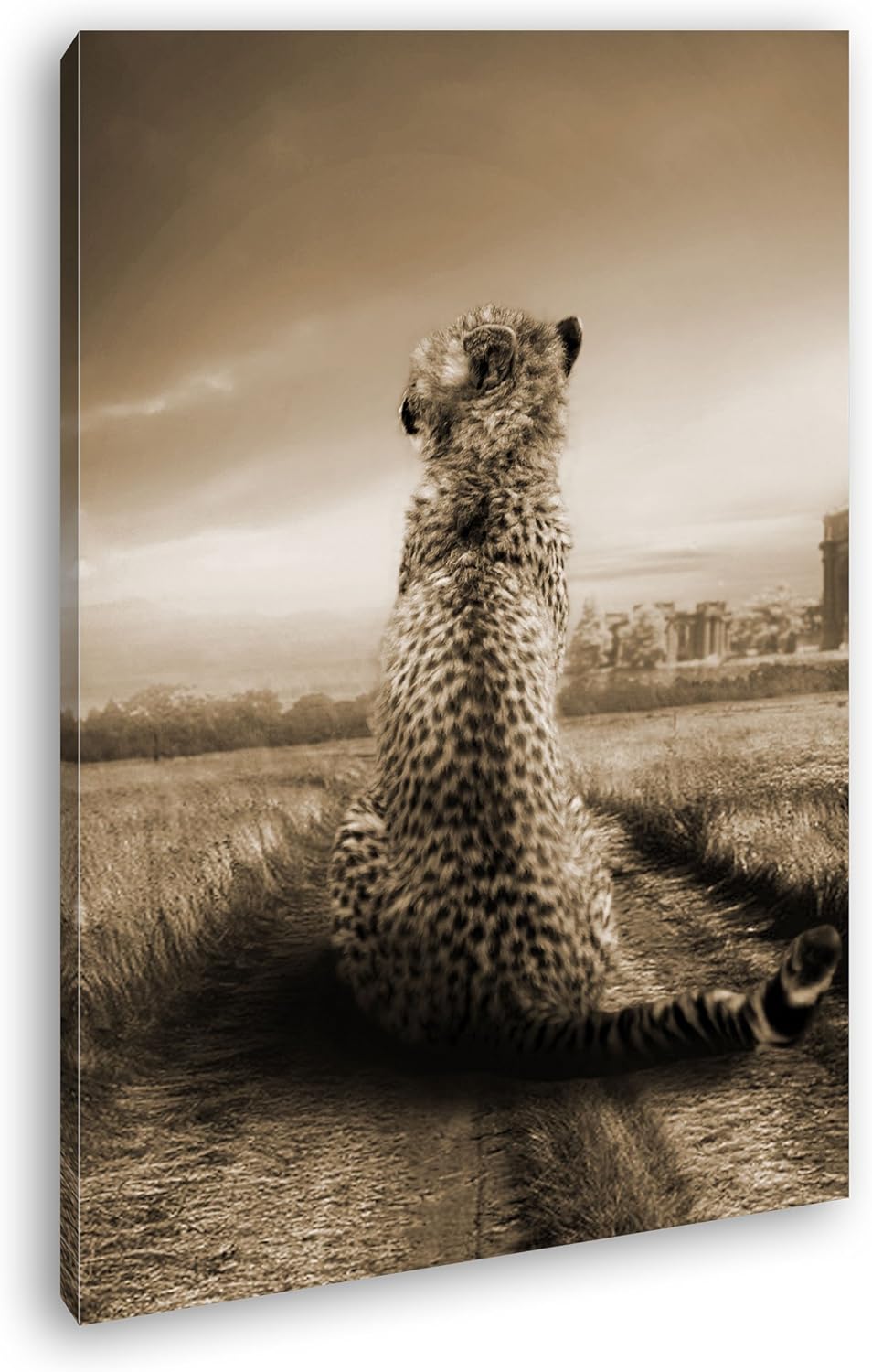 deyoli einsamer Gepard in schöner Landschaft Format: 100x70 Effekt: Sepia als Leinwandbild, Motiv fe