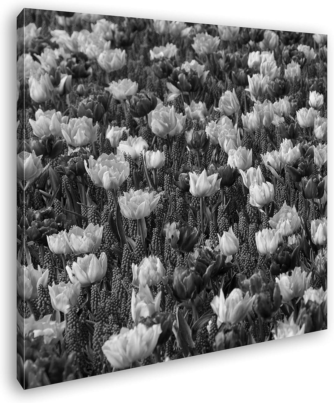 deyoli buntes Blumenfeld Format: 60x60 Effekt: Schwarz&Weiss als Leinwandbild, Motiv fertig gerahmt