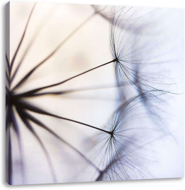 Weisse Pusteblumen, Format: 70x70 auf Leinwand, XXL riesige Bilder fertig gerahmt mit Keilrahmen, Ku