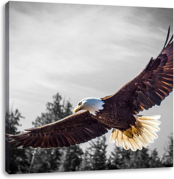 Pixxprint grosser Fliegender Adler als Leinwandbild/Grösse: 70x70 cm/Wandbild/Kunstdruck/fertig besp