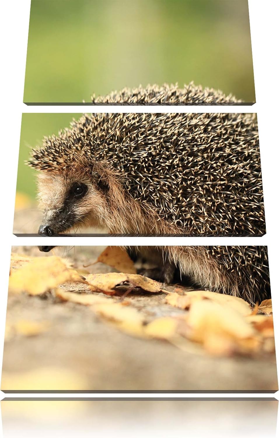 Pixxprint Igel im Laub als Leinwandbild/Grösse: 3 Teilig (120x80) cm/Wandbild/Kunstdruck/fertig besp