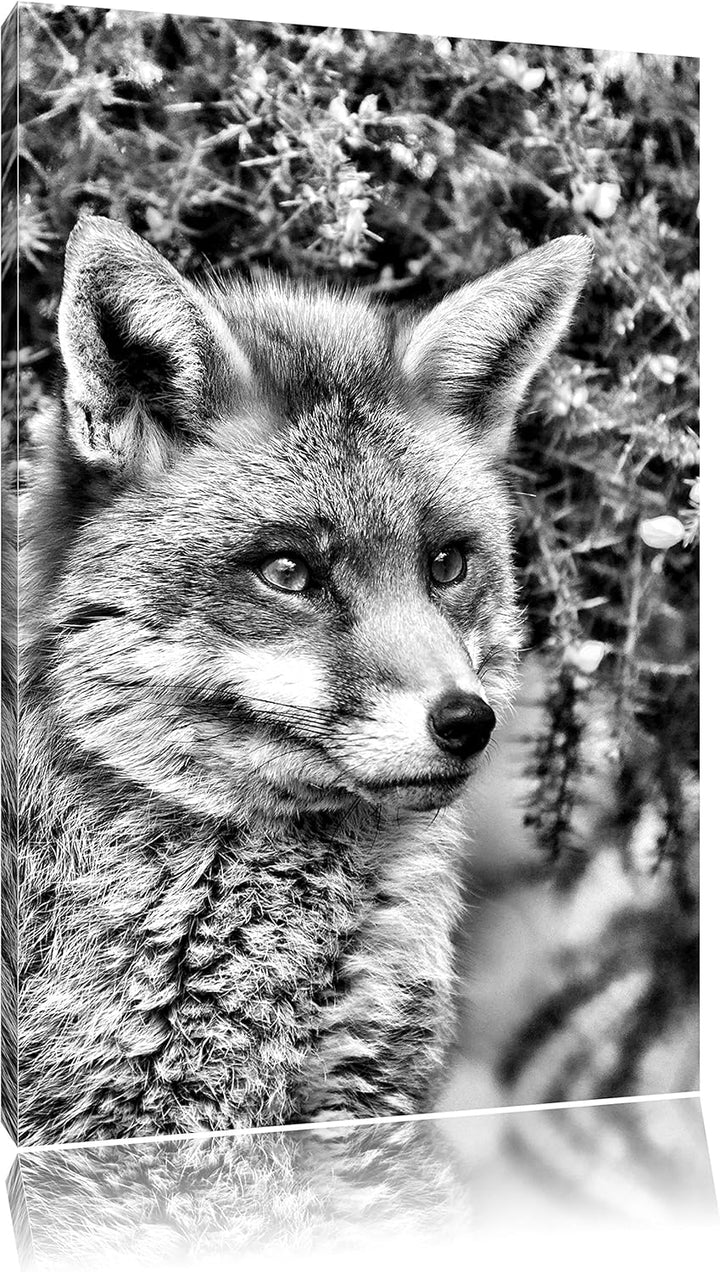 Pixxprint aufschauender Fuchs / 100x70cm Leinwandbild bespannt auf Holzrahmen/Wandbild Kunstdruck De