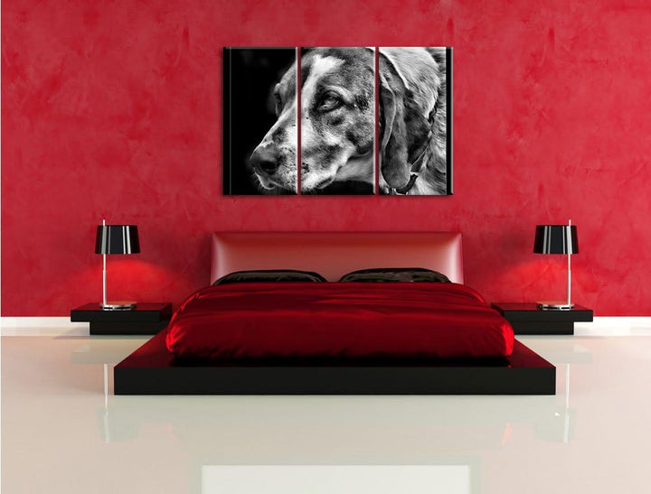 Pixxprint hübscher Hund im Seitenprofil als Leinwandbild/Grösse: 3 Teilig (120x80) / Wandbild/Kunstd