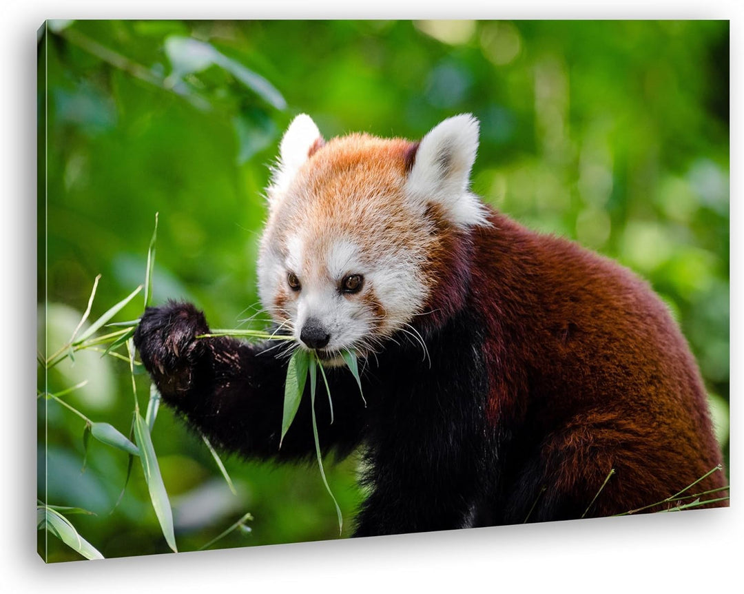 deyoli goldiger Roter Panda Format: 80x60 als Leinwandbild, Motiv fertig gerahmt auf Echtholzrahmen,