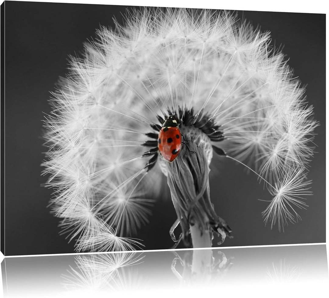 schöner Marienkäfer auf Pusteblume schwarz/weiss Format: 100x70 auf Leinwand, XXL riesige Bilder fer