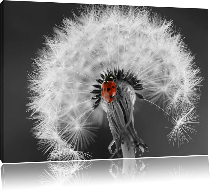 schöner Marienkäfer auf Pusteblume schwarz/weiss Format: 100x70 auf Leinwand, XXL riesige Bilder fer