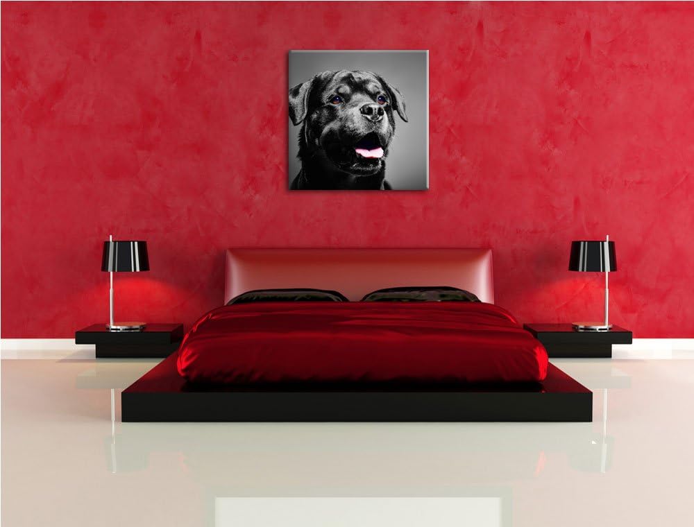 Pixxprint aufmerksamer Rottweiler als Leinwandbild/Grösse: 70x70 cm/Wandbild/Kunstdruck/fertig bespa
