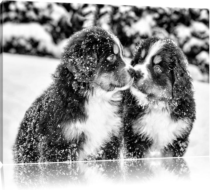 Pixxprint Bernersennen Hunde Welpen / 100x70cm Leinwandbild bespannt auf Holzrahmen/Wandbild Kunstdr