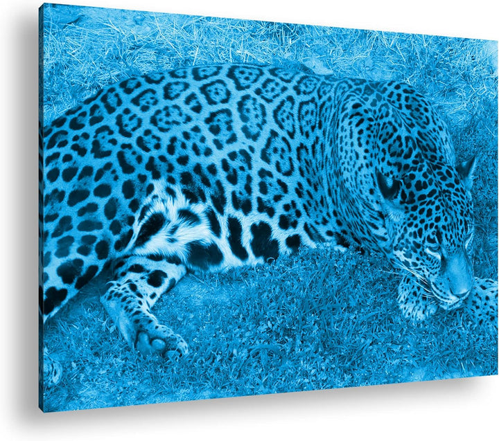 deyoli ruhig liegender Leopard Format: 80x60 Effekt: Monocrome Blau als Leinwand, Motiv fertig gerah