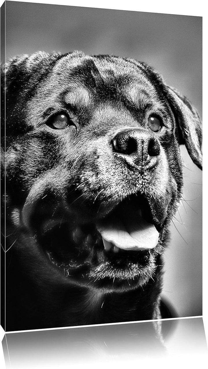 Pixxprint Treuer Rottweiler als Leinwandbild/Grösse: 100x70 cm/Wandbild/Kunstdruck/fertig bespannt,