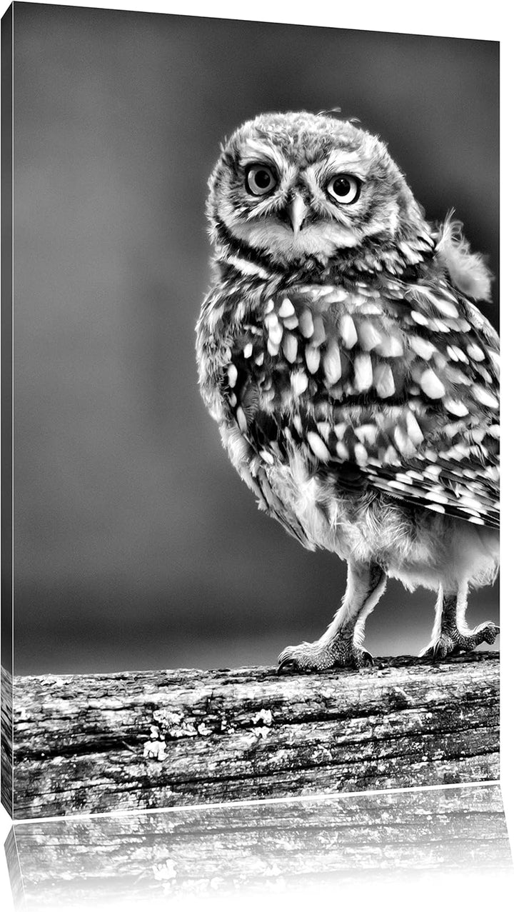 Pixxprint Kleine Eule auf Baum als Leinwandbild/Grösse: 100x70 cm/Wandbild/Kunstdruck/fertig bespann