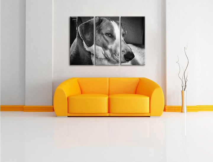 Pixxprint Monocrome, Jack Russel Terrier ruht Sich aus 3-Teiler Leinwandbild 120x80 Bild auf Leinwan