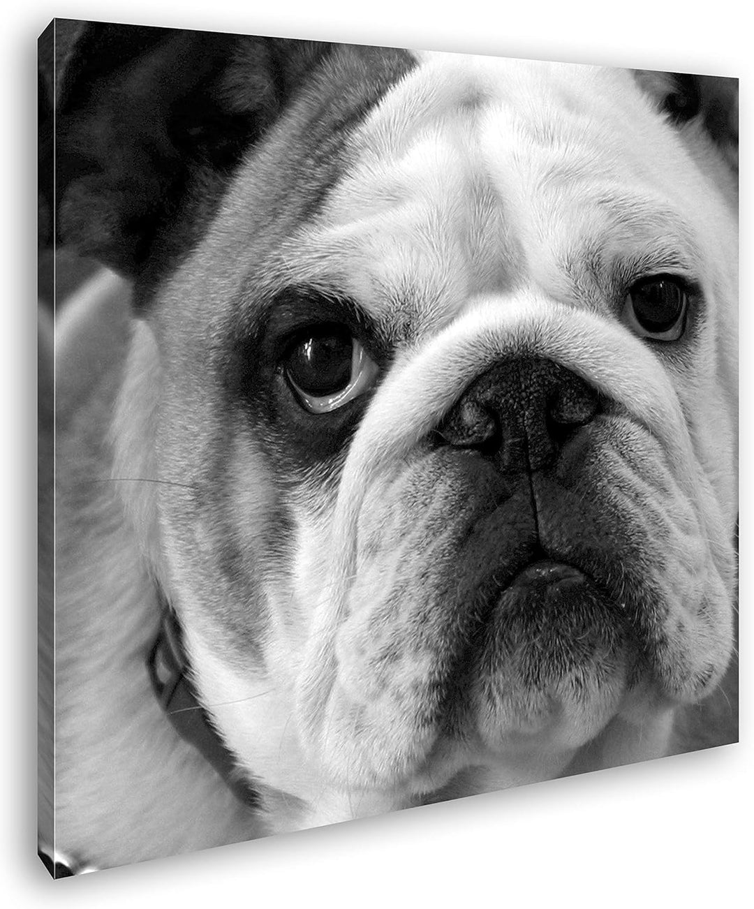 deyoli Englische Bulldogge im Format: 70x70 Effekt: Schwarz&Weiss als Leinwandbild, Motiv auf Echtho
