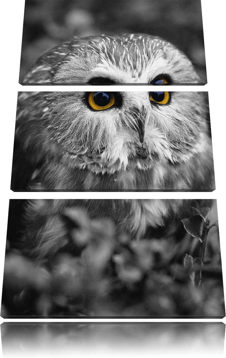 Pixxprint junger Kauz im Vogelbeerstrauch schwarz/weiss 3-Teiler Leinwandbild 120x80 Bild auf Leinwa