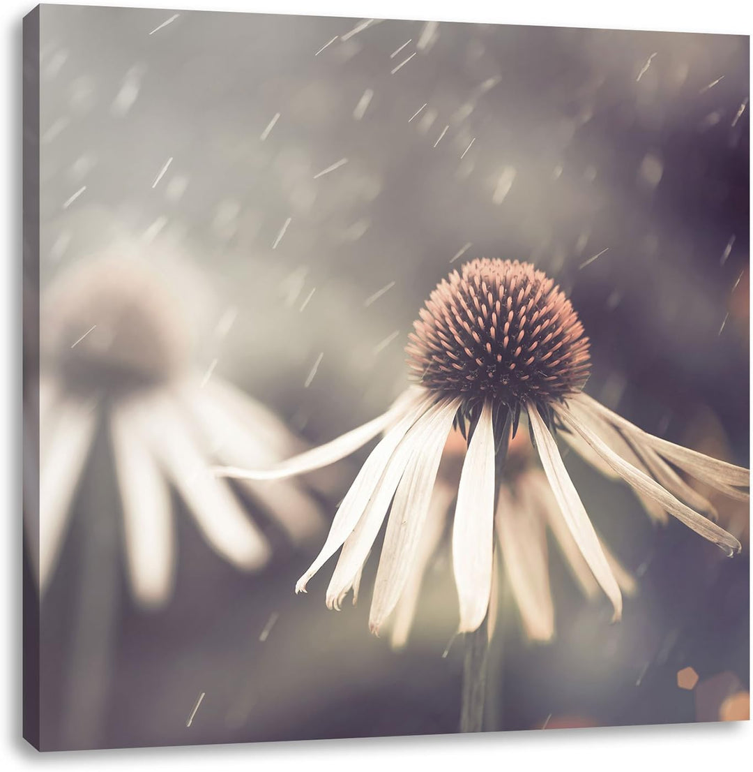 Pixxprint Blumen im Regen als Leinwandbild/Grösse: 70x70 cm/Wandbild/Kunstdruck/fertig bespannt, 70x