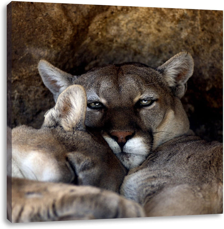 verschlafenes Puma Paar, Format: 70x70 auf Leinwand, XXL riesige Bilder fertig gerahmt mit Keilrahme