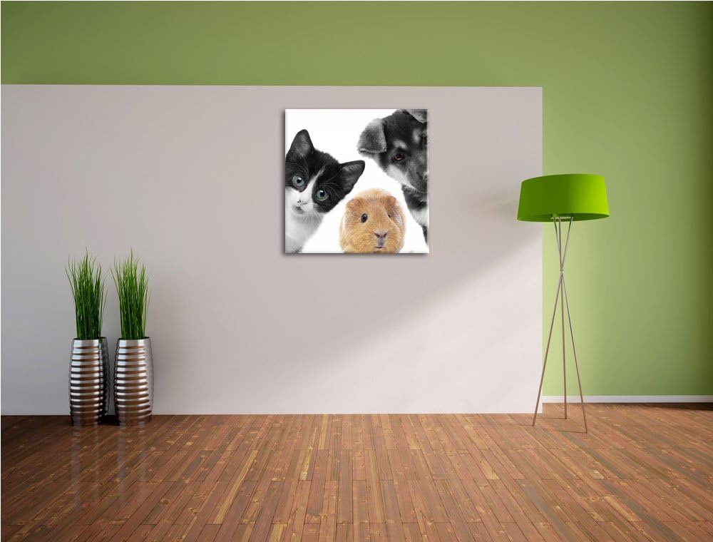 Pixxprint Trio Hund Katze Meerschweinchen als Leinwandbild Quadratisch/Grösse: 70x70 / Wandbild/Kuns