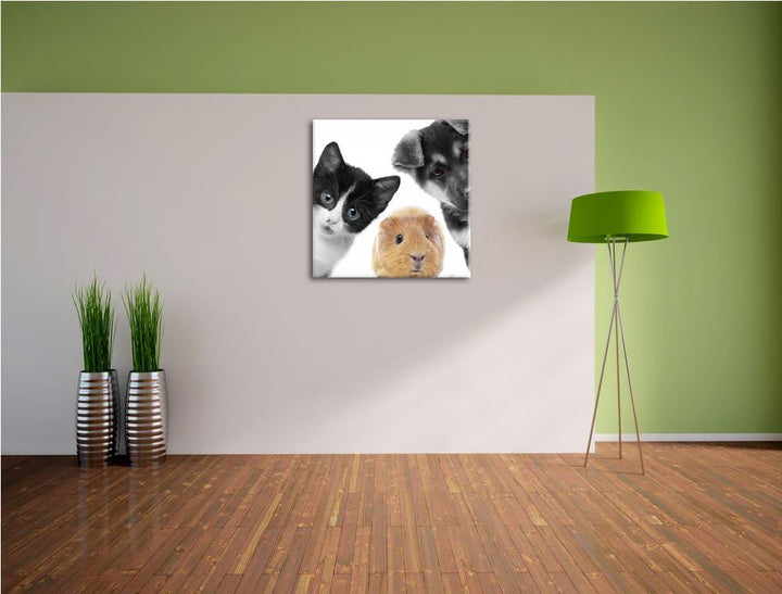 Pixxprint Trio Hund Katze Meerschweinchen als Leinwandbild Quadratisch/Grösse: 70x70 / Wandbild/Kuns