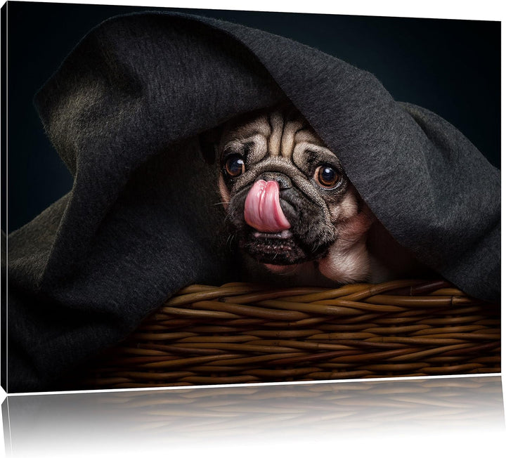 Pixxprint Süsser Mops unter der Decke, Format: 100x70 auf Leinwand, 100x70