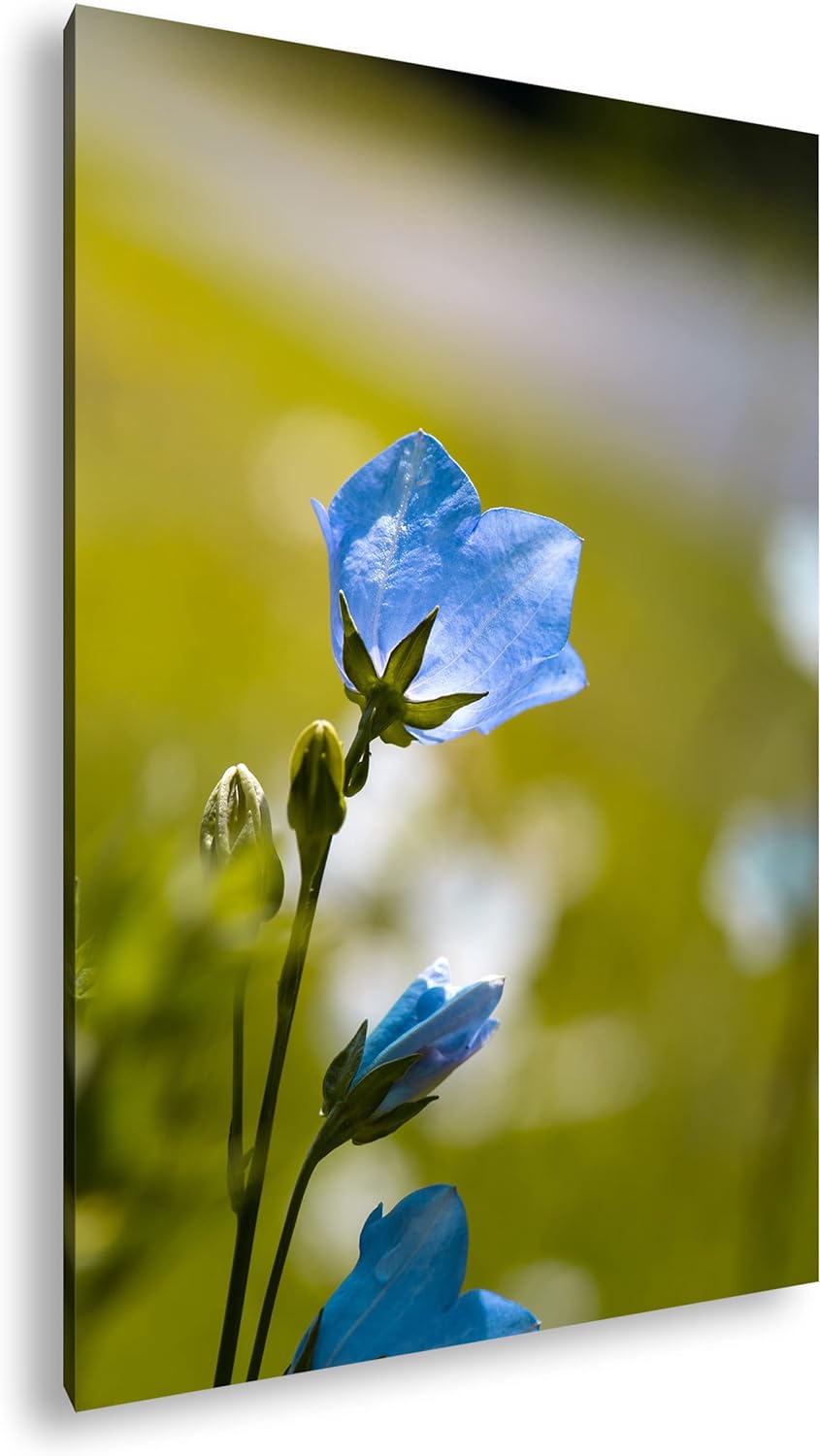 deyoli bezaubernde blaue Blume Format: 80x60 als Leinwandbild, Motiv fertig gerahmt auf Echtholzrahm