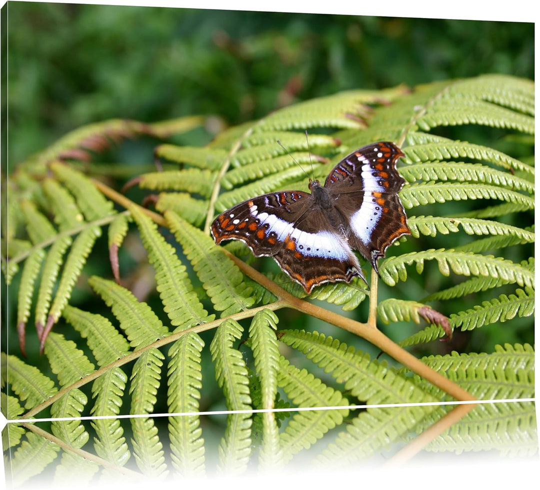 zarter Schmetterling auf Farnblatt auf Leinwand, XXL riesige Bilder fertig gerahmt mit Keilrahmen, K