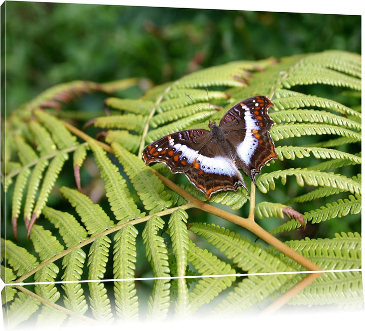 zarter Schmetterling auf Farnblatt auf Leinwand, XXL riesige Bilder fertig gerahmt mit Keilrahmen, K
