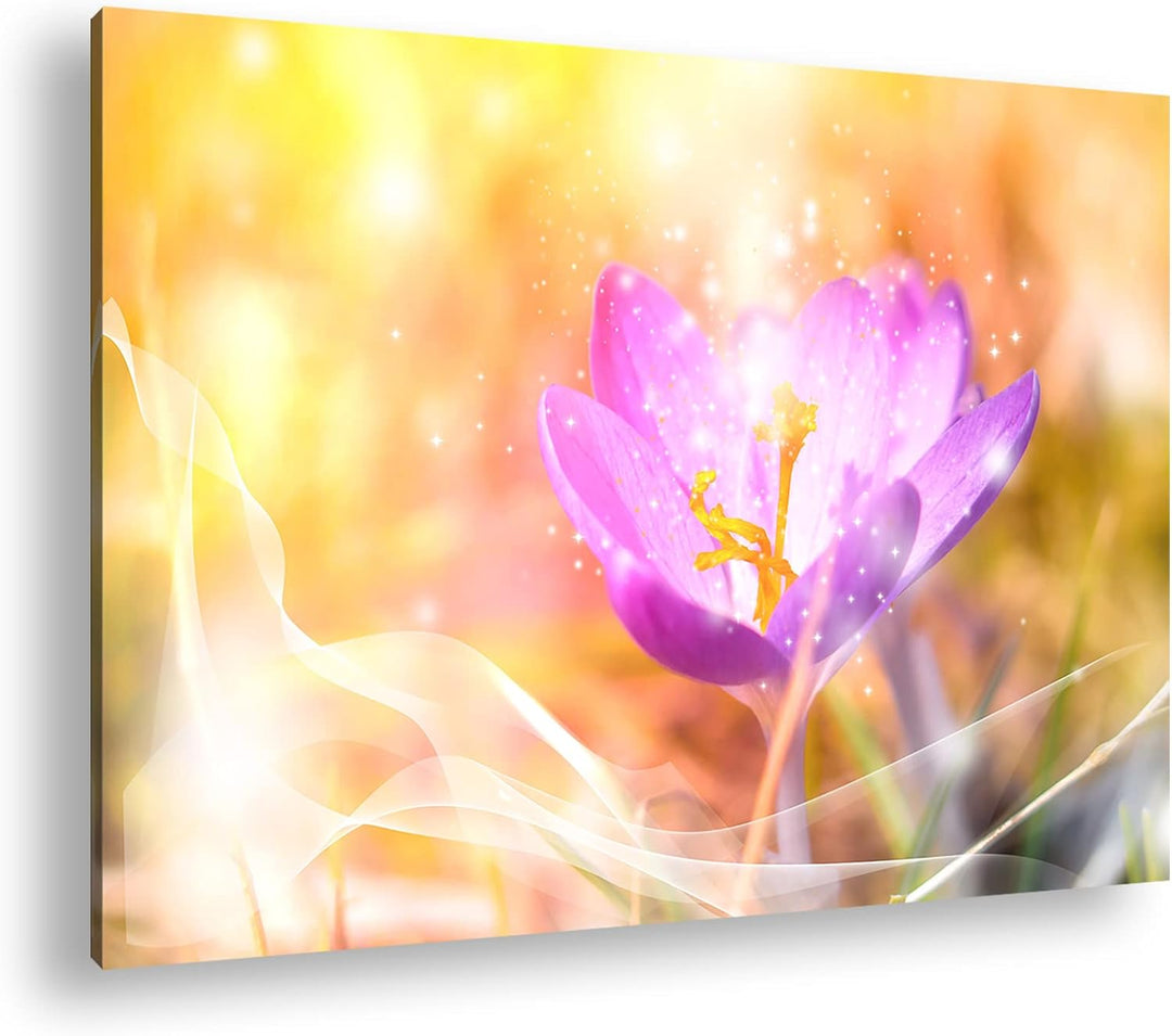 deyoli blühender frühlings Krokus Format: 80x60 als Leinwandbild, Motiv fertig gerahmt auf Echtholzr