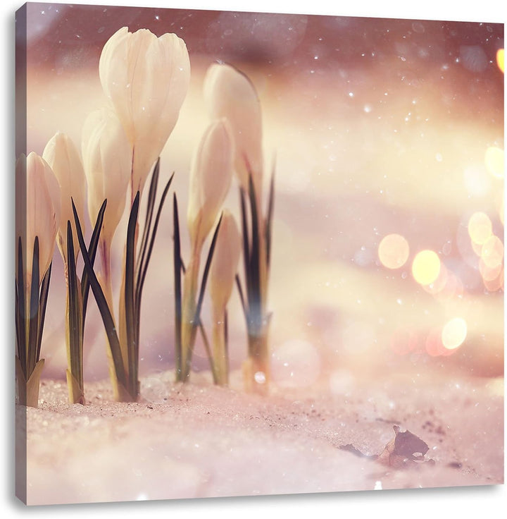 Pixxprint Schneeglöckchen im Frühjahr als Leinwandbild Quadratisch/Grösse: 70x70 / Wandbild/Kunstdru