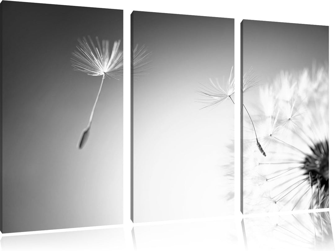 Pixxprint Löwenzahn Schirmflieger Pusteblume Kunst B&W 3-Teiler Leinwandbild 120x80 Bild auf Leinwan